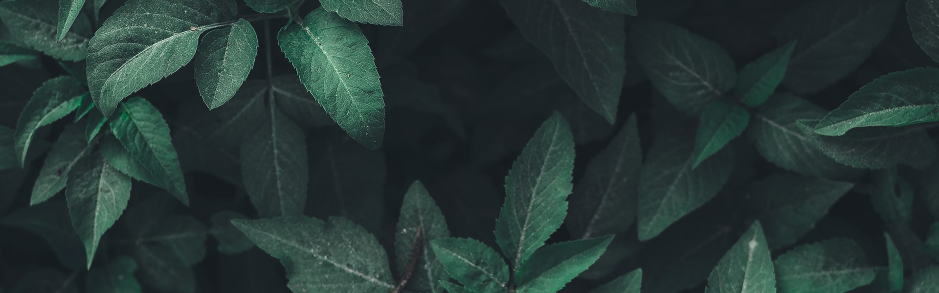 Green leaves abstract background